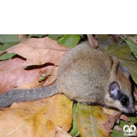 گونه سنجابک درختی Forest Dormouse 